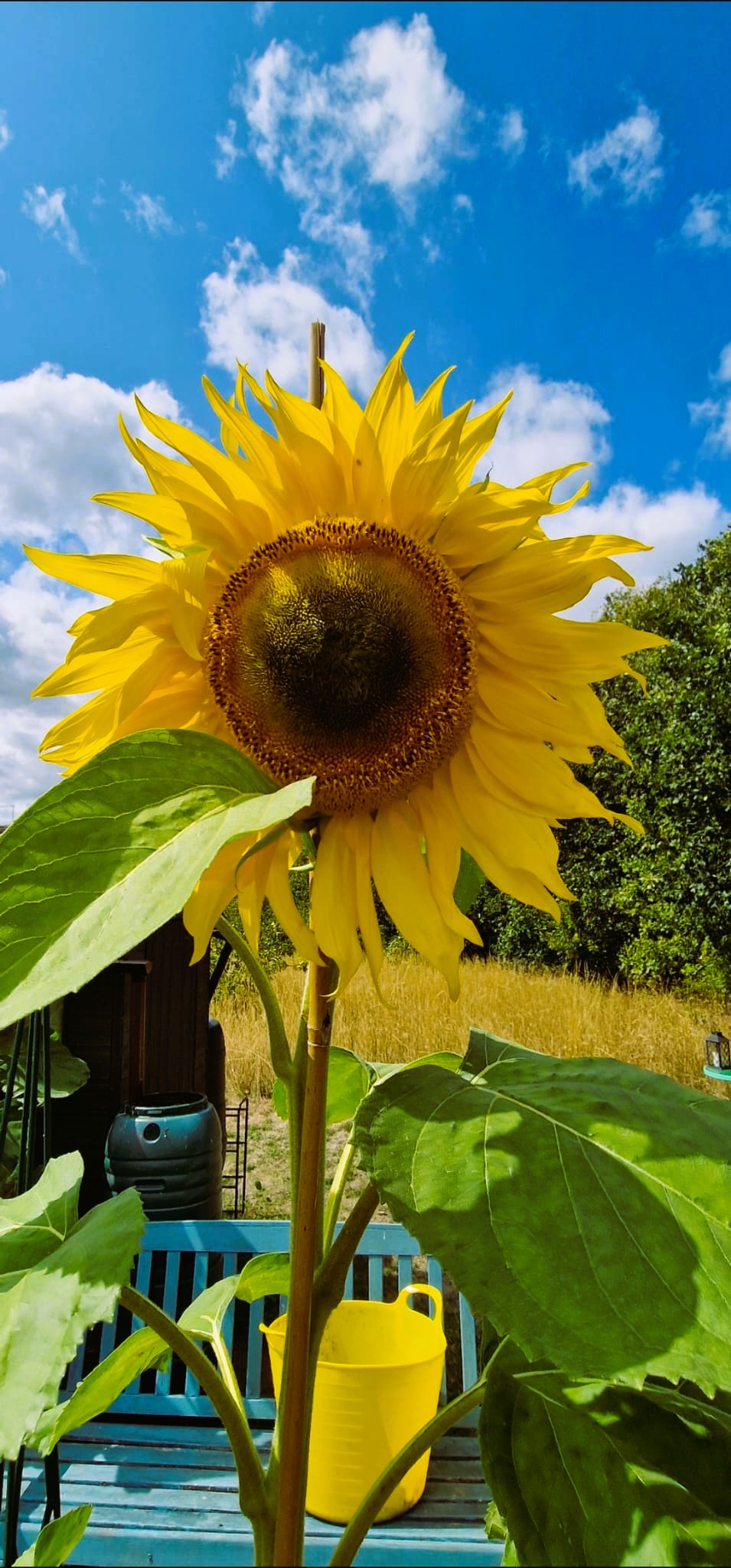 Sunflower